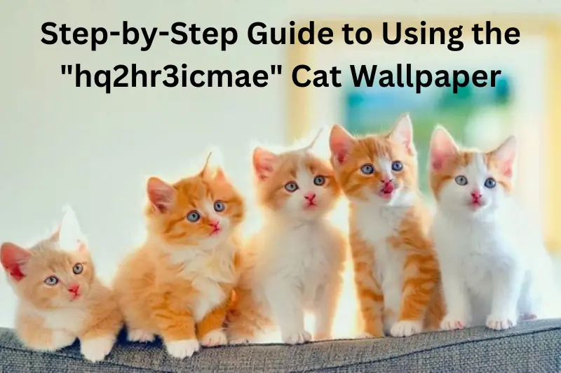 step-by-step guide to using the hq2hr3icmae cat wallpaper